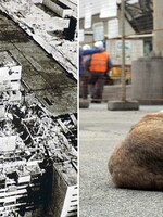 Černobyľská elektráreň vybuchla presne pred 34 rokmi, v jej okolí je stále živo. Môžeš si dokonca adoptovať šteniatko (Rozhovor)