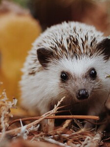 Češka se doma stará o 80 ježků, péče jí zabírá hodiny denně. Můžeš se zapojit