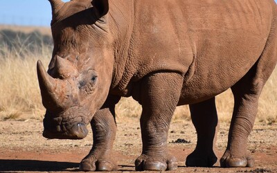 Česká zoo poslala do Afriky přes sto ohrožených druhů nosorožců, antilop a dalších zvířat