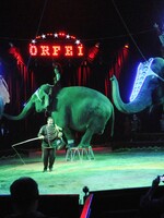 České cirkusy čekají omezení. Zakazují se i drezury slonů