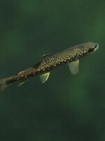 Českí vedci „nafetovali“ ryby. Teraz sú závislé od pervitínu