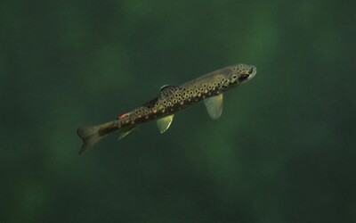 Českí vedci „nafetovali“ ryby. Teraz sú závislé od pervitínu