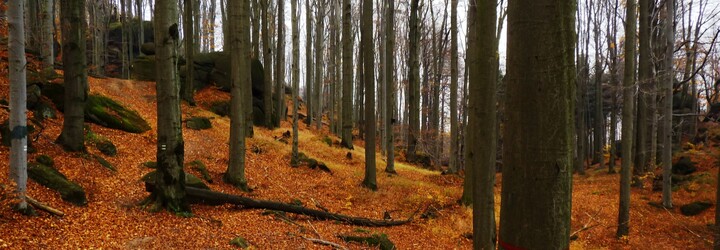 Česko má první přírodní památku UNESCO. Staly se jí Jizerskohorské bučiny