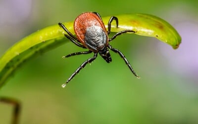 Česko registruje rekordní nárůst případů boreliózy. Jaké jsou příznaky nemoci a jak se chránit?