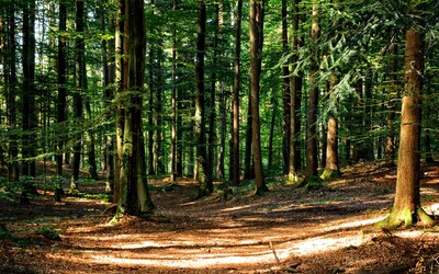 Česko rozdá 100 milionů na výsadbu stromů. Pomoci životnímu prostředí tak může úplně každý