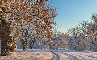 Česko zažívá nejchladnější ráno roku, na Šumavě je minus 20 stupňů. Čeká nás obleva?
