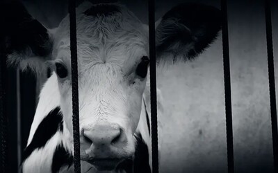 Český dokument Svědectví ukáže kruté chování ke zvířatům v desítkách chovů. Zaměstnanci je fackují a kopou