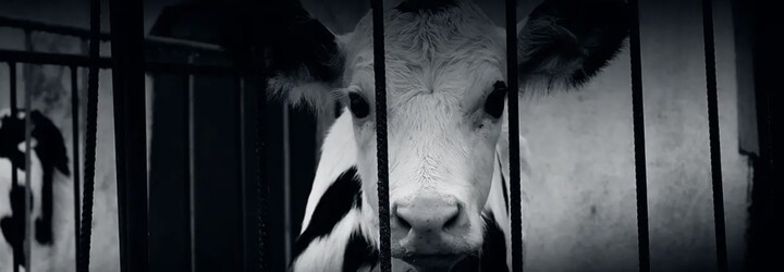 Český dokument Svědectví ukáže kruté chování ke zvířatům v desítkách chovů. Zaměstnanci je fackují a kopou