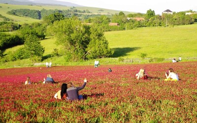 Čeští zemědělci se bouří kvůli lidem, kteří si v jetelových polích dělají ve velkém selfies. Ničí jim jejich úrodu