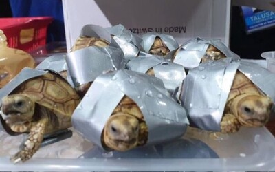 Cestující nechal kufry na letišti, při otevření policie objevila želvy v hodnotě 1,7 milionu