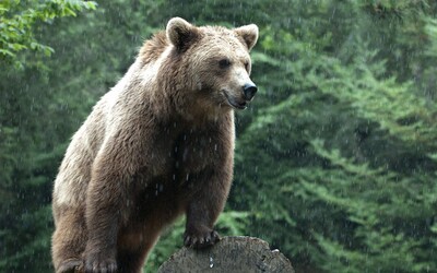 Cez víkend pri Prievidzi znovu vyčíňal medveď. Zostalo po ňom na kusy roztrhané jahňa, videli ho hneď za rodinnými domami