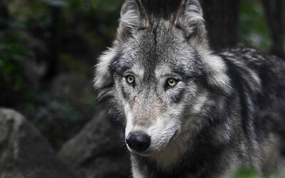 Chceme střílet vlky, požadují myslivci. Zvíře by prý už nemělo být chráněno