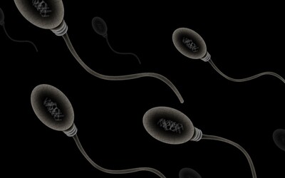 Chceš mít vyšší množství spermií a testosteronu? Studie naznačuje, jaké zaměstnání je k tomu nejvhodnější