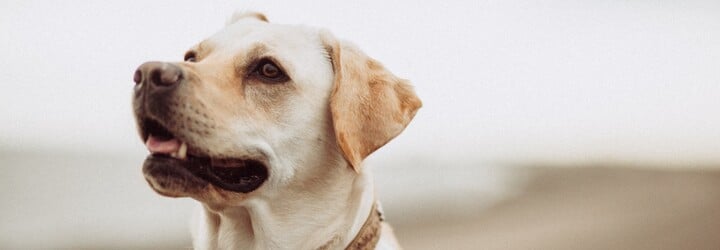 Chceš psa, ktorého ľahko vycvičíš? Toto je 15 najposlušnejších plemien psov