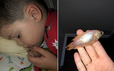 Chlapec nechtiac zabil svoju rybičku, lebo sa s ňou chcel pomojkať. Mama ho našla s mŕtvym zvieratkom v ruke