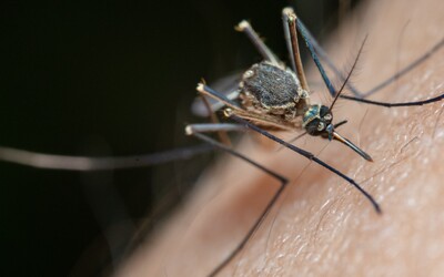 Chorvatsko trápí nálety komárů. Do patnácti minut máš přes sto bodnutí 