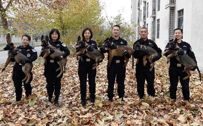 Čínská policie získala 6 klonovaných psů. Jejich DNA se shoduje na více než 99 %