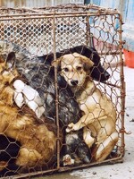 Čínská policie zachránila 386 psů mířících na „festival“ psího masa 