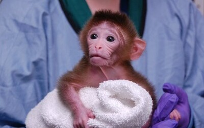 Čínští vědci chtějí vytvořit hybrid mezi opicí a člověkem. Na takzvaných chimérách by se měly dělat experimenty
