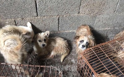Čínský festival psího masa pobouřil lidi po celém světě. Zvířata jsou dokonce grilována zaživa