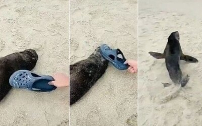 Čínský turista plácal spící mládě tuleně kroksou. Chtěl, aby se probudilo