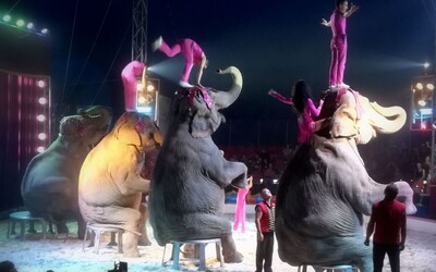 Cirkusy na Slovensku majú vážny problém. Od novembra musia zmeniť celý program, majitelia sú šokovaní