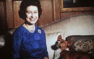 Čo bude s kráľovninými psami? Zosnulá Alžbeta II. po sebe zanechala štyroch psov