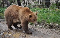 Co bude s medvědem, který běhal slovenským městem? Policie žádá veřejnost, aby nevycházela z domu