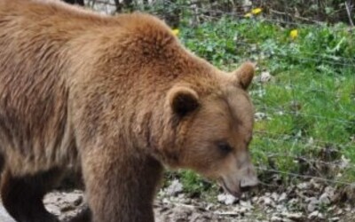 Co bude s medvědem, který běhal slovenským městem? Policie žádá veřejnost, aby nevycházela z domu