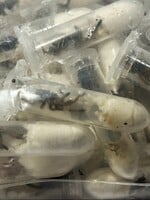 Colníci v Nemecku našli v obale od sušienok 1 500 tarantúl. Podozrivý balík mal charakteristický zápach