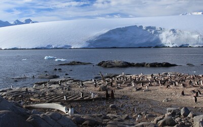 Čtveřice žen bude počítat tučňáky a vést poštu v Antarktidě. „Splnil se mi sen,“ řekla jedna z nich
