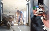 Další kauza s týráním zvířat? Skrytá kamera natočila nehumánní zacházení s kravami na jatkách