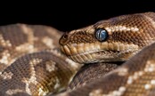 Ďalší problém klimatickej zmeny: jedovaté hady začnú vo veľkom migrovať do nových krajín