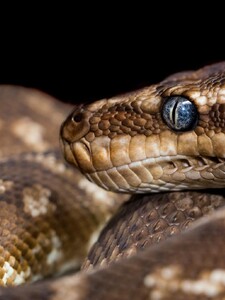 Ďalší problém klimatickej zmeny: jedovaté hady začnú vo veľkom migrovať do nových krajín