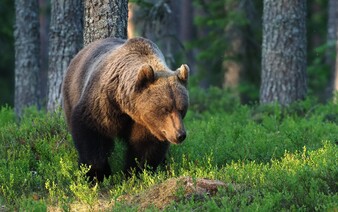 Další útok medvěda na Slovensku. Muž s otevřenou ránou na stehně skončil v nemocnici
