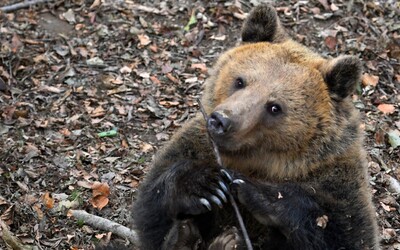 Další útok medvěda na Slovensku. Napadl manželský pár na procházce