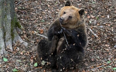 Další útok medvěda na Slovensku. Napadl manželský pár na procházce