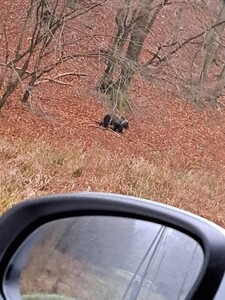 Ďalšia slovenská obec v pozore: V blízkosti Prievidze videli dvoch medveďov