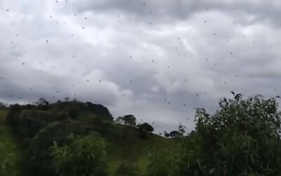 Déšť plný stovek pavouků? Děsivé video z Brazílie naplní tvé nejhorší noční můry