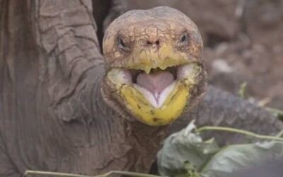Diego měl tolik sexu, že zachránil svůj druh: Stoletá želva za sebou zanechá obrovské potomstvo