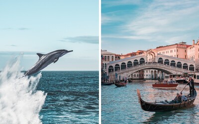 Do Benátek se delfíni nevrátili. Byl to hoax
