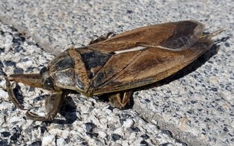 Do Európy prichádza nový invazívny hmyz. Má 12 centimetrov a jeho uhryznutie spôsobí veľkú bolesť