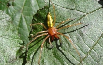 Do Európy sa dostávajú nové druhy exotických a inváznych pavúkov. Môže za to globálne otepľovanie
