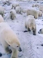 Do ruské vesnice vtrhlo 50 ledních medvědů. Honí lidi a promenádují se v bytovkách
