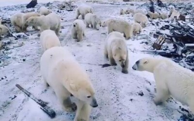Do ruské vesnice vtrhlo 50 ledních medvědů. Honí lidi a promenádují se v bytovkách