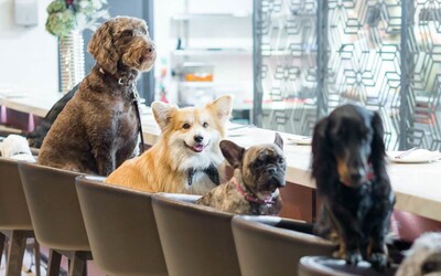 Do slovenských reštaurácií už môžeš prísť aj so zvieraťom, avizuje Ministerstvo zdravotníctva