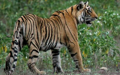 Dobrá správa: pred pár rokmi im hrozilo vyhynutie, konečne sa ich počty zvyšujú. Populácia tigrov v Indii rastie