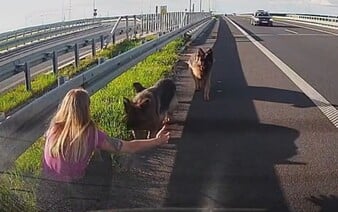 Dojemná záchrana pejsků na dálnici. Hrdinkou se stala policistka mimo službu