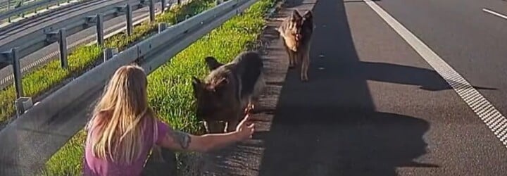 Dojemná záchrana pejsků na dálnici. Hrdinkou se stala policistka mimo službu