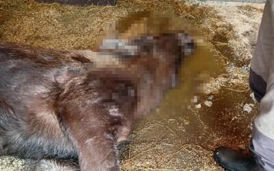 Doplatila na ľudskú hlúposť. Návštevníci českej ZOO otrávili gravidnú samicu losa, lebo ju kŕmili sušienkami
